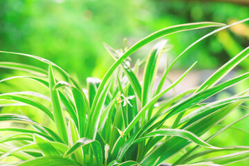Sword-like ornamental leaves of a potted chlorophytum laxum plant with green and white variegated margins in a close up side view .On a blurry background,copy space.