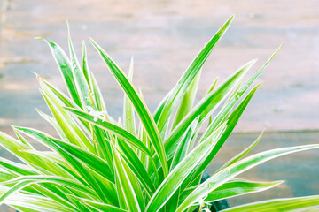 Sword-like ornamental leaves of a potted chlorophytum laxum plant with green and white variegated margins in a close up side view .On a blurry background,copy space.
