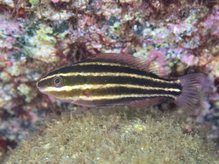 ハゲブダイの幼魚