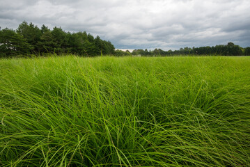ぎっしり生えそろった草野原