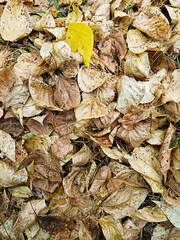 Withered, wet leaves lie on the ground in the park. Autumn background. Light brown autumn leaves. Leafy background