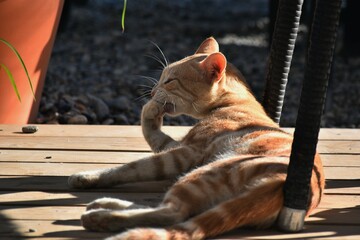 katze natur tier garden h&uuml;bsch