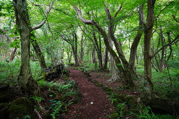 fine path through wild summer forest