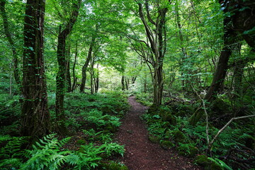 fine path through wild summer forest