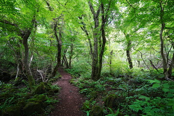 Fototapeta na wymiar fine path through wild summer forest
