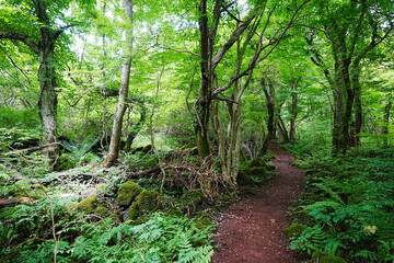fascinating summer forest with fine path