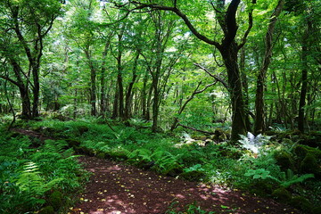 Naklejka premium fern and old trees in deep forest