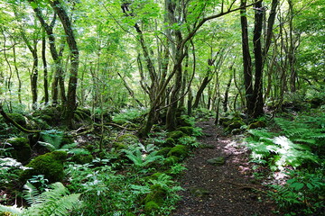 fascinating summer forest with fine path