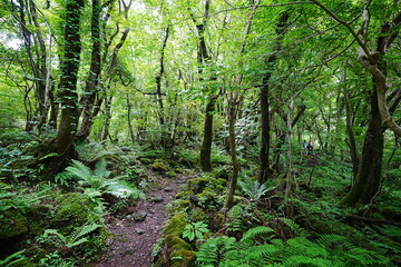 fern and old trees in deep forest