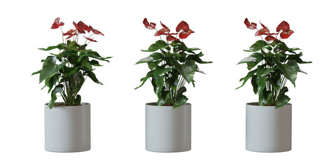 Flamingo Flower in a plant pot isolated on transparent background, minimal and scandinavian style,Realistic 3D render