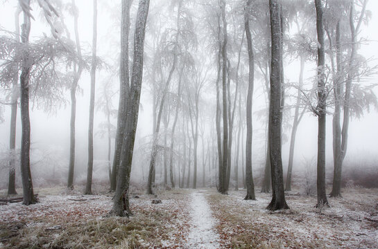 Winter forest in the mountains. Majestic winter treet