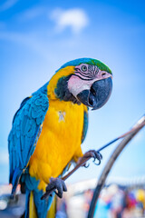 blue and gold macaw