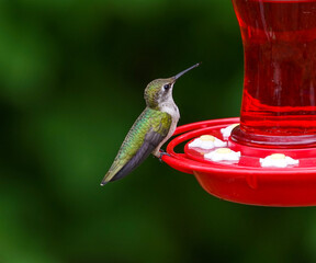 ruby throat hummingbird standing on the nectar feeder - obrazy, fototapety, plakaty