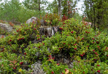 Bush landscape of wild cowberry in a forest