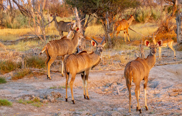 Greater kudu and a small steenbok isolated in the golden hour in a typical African landscape setting