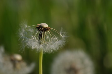 Dandelion seed head in the wild