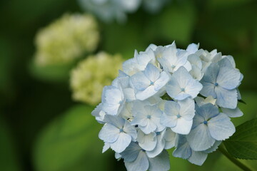 アジサイ 紫陽花 blue hyacinth flower