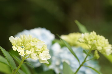 アジサイ 紫陽花 blue hyacinth flower
