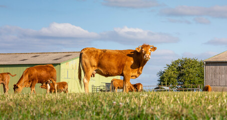 Troupeau de vache dans les champs en France au printemps.