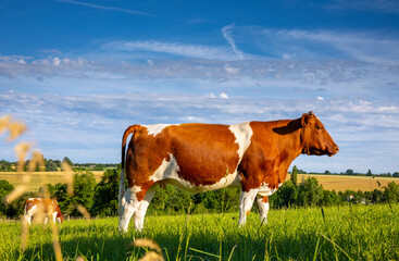 Vache laitière en pleine campagne au milieu des champs au printemps.