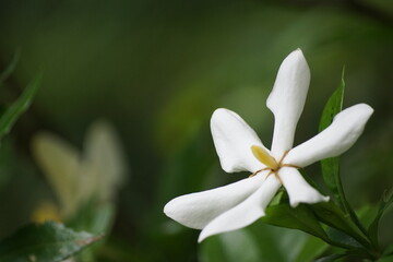Fototapeta premium 花 white flower of a tree