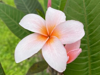 Beautiful frangipani flower in garden