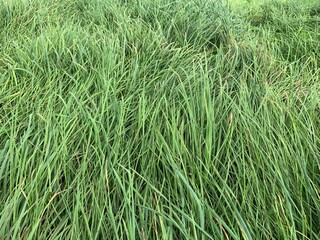 green grass background