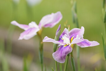 花菖蒲 ハナショウブ purple flower