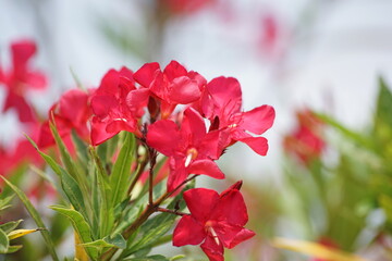 Obraz premium pink flowers in the garden