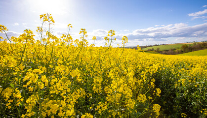 Champ de colza au soleil en été.