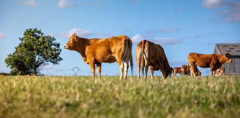 Troupeau de vache ou bœuf en campagne en train de brouter dans les champs de France.