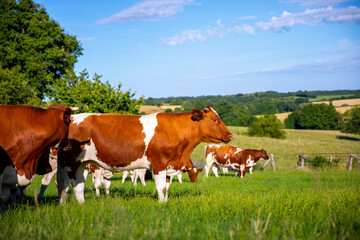 Fototapeta na wymiar Troupeau de vache laitière Rouge des Prés dans les champ en campagne française.