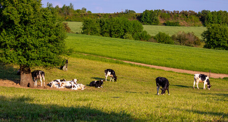 Troupeau de vache laitière dans la campagne en rance.