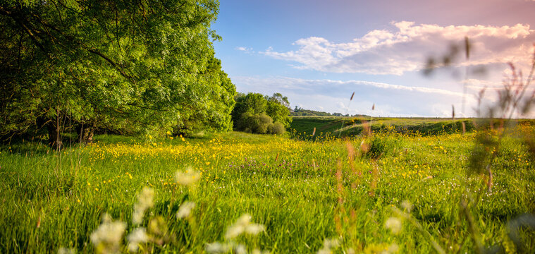 Paysage de campagne au printemps dans les champs de France.
