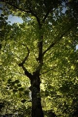 Fototapeta premium Chestnut shade in summer against the light. Beteta, Cuenca Spain 