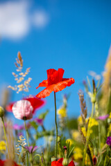 Coquelicots dans les champs au printemps au milieu des fleurs sauvages.