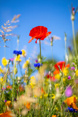 Fototapeta premium Coquelicots dans les champs au printemps au milieu des fleurs sauvages.