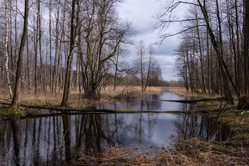 Springtime landscape in sun of Lutownia River