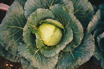 Fototapeta premium Green organic fresh cabbage plant on soil