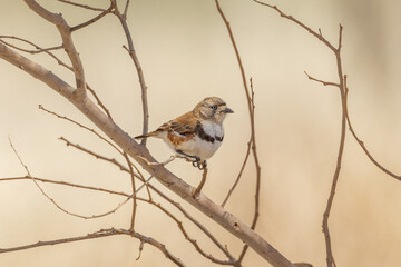 Banded Whiteface in Northern Territory Australia
