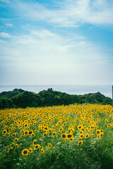Fototapeta premium 夏のひまわり畑