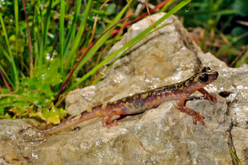 Monte Albo cave salamander // Monte-Albo-Höhlensalamander (Speleomantes flavus / Hydromantes flavus) - Sardinia, Italy