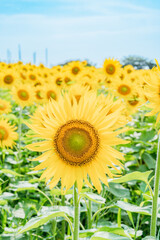 Fototapeta premium 夏のひまわり畑