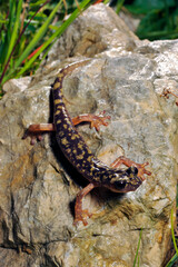 Monte Albo cave salamander // Monte-Albo-Höhlensalamander (Speleomantes flavus / Hydromantes flavus) - Sardinia, Italy