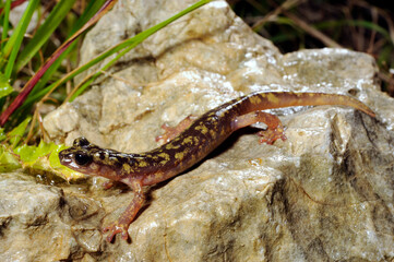 Monte-Albo-Höhlensalamander // Monte Albo cave salamander (Speleomantes flavus / Hydromantes flavus) - Sardinien, Italien