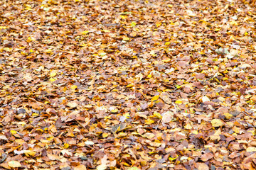 autumn leaves