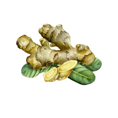 Hand Drawn Ginger watercolor sketch. Illustration For Food Design.