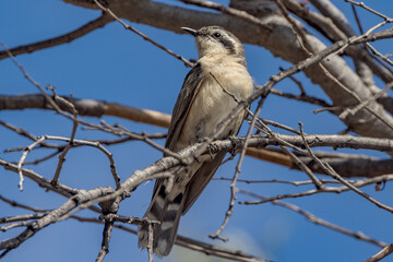 Black-eared Cuckoo in Northern Territory Australia