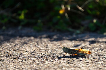 陽に照らされたトノサマバッタ