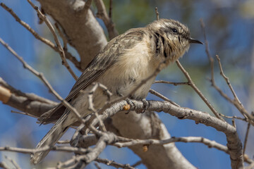 Black-eared Cuckoo in Northern Territory Australia